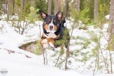 Aatu, Appelkiepin Argus treenaa aktiivisesti sekä jälkeä että hakua. Herra on syntynyt v. 2011