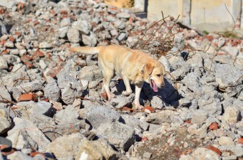 dreamstime_m_31124313