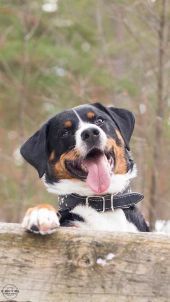 Fado,  salamannopea viilettäjä. Pitää sekä jälkimiehistä että heidän herkuistaan. Tämä appenzellinpaimenkoiraherra on vuosimallia 2014.  