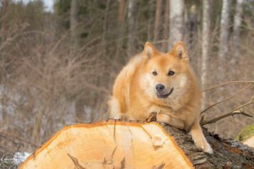 ”Rippe” Riihilahti, melkein puhdas pystykorva, joka nauttii ”töihin” eli jäljelle lähdöstä suunnattomasti. Koiraa ei häiritse, kuka jälkiliinan päässä on, pääasiahan on, että eksynyt löytyy. Ja lopuksi löydetylle väläytetään leveä hymy.Rippeon syntynyt v. 2009
